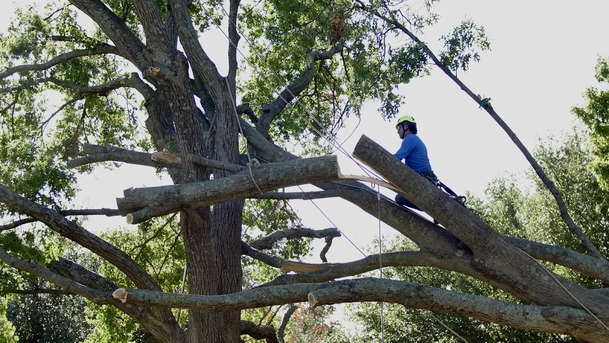Professional Crown Thinning performed by certified arborists in Hellier