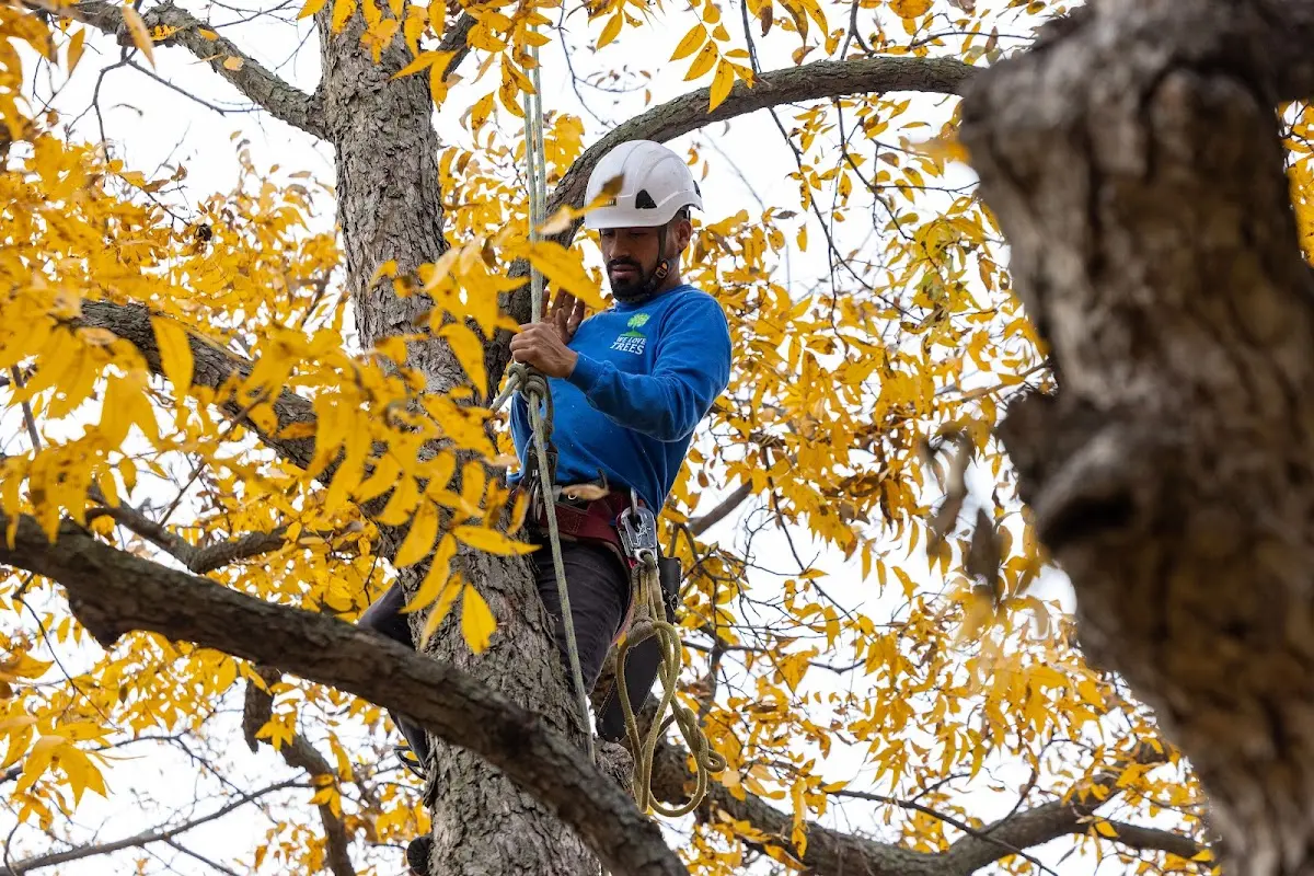 Skilled Emergency Tree Service crew working in Hellier